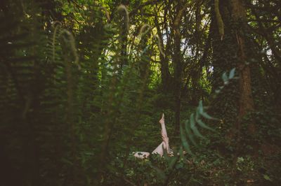 thumbelinavina thumbnail