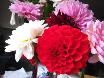 madisonalexandra thumbnail