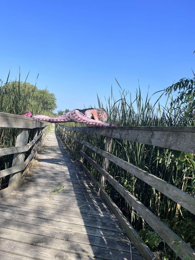 oliviaapples thumbnail