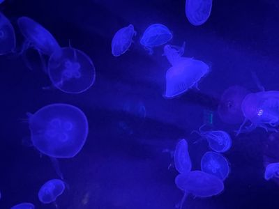 cherryspage thumbnail