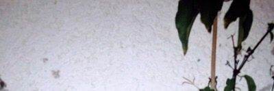 xmargiela666 thumbnail