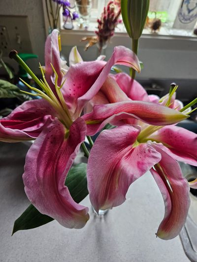 alazaeymarie thumbnail