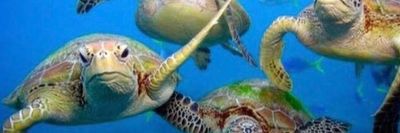 levi359665 thumbnail