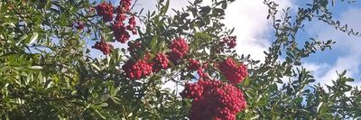 toychiquita thumbnail