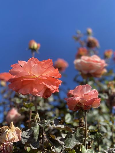 lasantasucia thumbnail