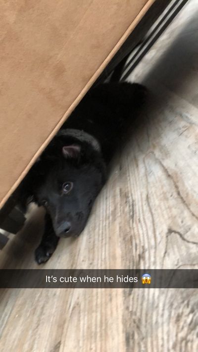 Adventures of Chewbacca and Lucifer thumbnail