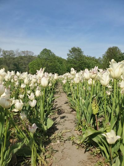 Marie_boudoir thumbnail