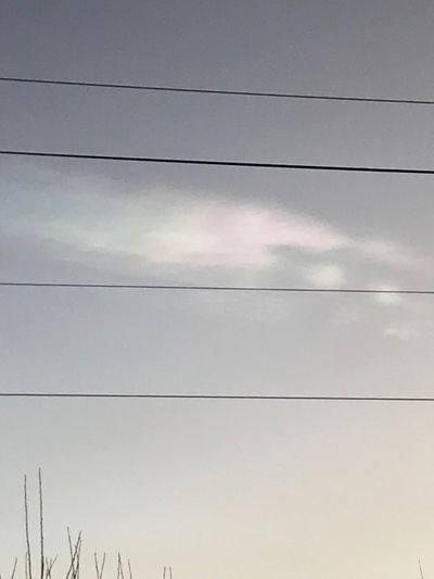 gingerbreeds thumbnail