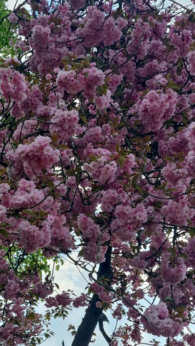 lovelyxdaisy thumbnail